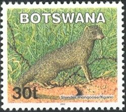 Slender Mongoose (Galerella sanguinea)
