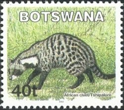 African Civet (Civettictis civetta)