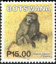 Chacma Baboon (Papio ursinus)