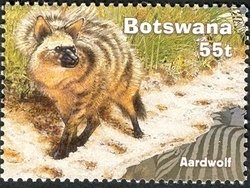 Aardwolf (Proteles cristatus) 