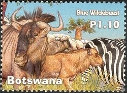 Stamp, Blue Wildebeest (Connochaetes taurinus), Botswana,  , Animals (Fauna)