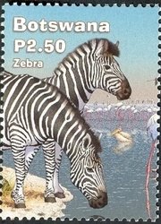 Stamp, Burchell's Zebra (Equus burchelli), Botswana,  , Zebras, Animals (Fauna)
