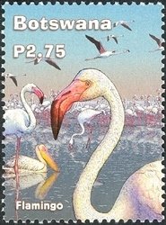 Stamp, Lesser Flamingo (Phoeniconaias minor), Botswana,  , Birds, Flamingos