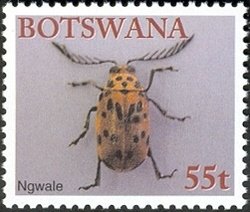 Poison Beetle (Polyclada flexuosa) 