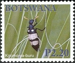 Stamp, Blister Beetle (Mylabris polymorpha), Botswana,  , Beetles
