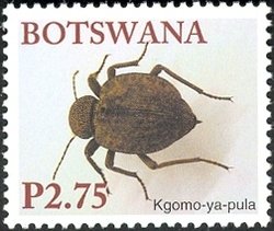 Broad-necked Darkling Beetle (Coelocnemis californicus) 