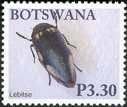 Giant Jewel Beetle (Sternocera orissa)