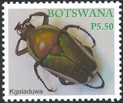 Derbys Flower Beetle (Dicronorrhia debryana)
