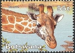 Giraffe (Giraffa camelopardalis)