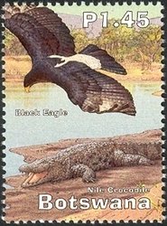 Verreaux's Eagle (Aquila verreauxii), Nile Crocodile (Crocod