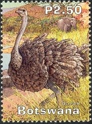 Stamp, Ostrich (Struthio camelus), Botswana,  , Birds