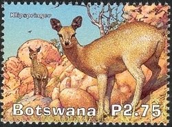 Klipspringer (Oreotragus oreotragus)