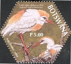 Cattle Egret (Bubulcus ibis)
