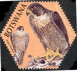 Peregrine Falcon (Falco peregrinus)