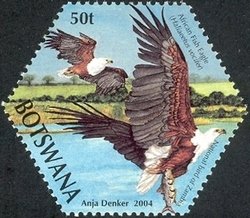 African Fish Eagle (Haliaeëtus vocifer)