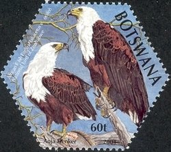 African Fish Eagle (Haliaeëtus vocifer)