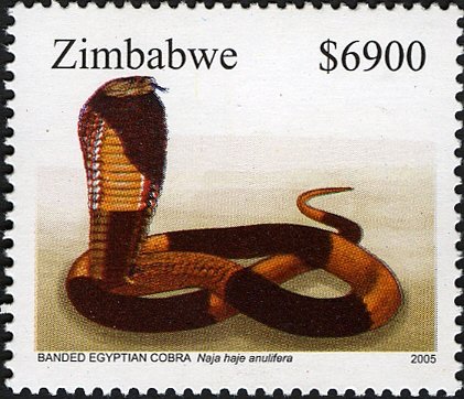 Banded Cobra (Naja haje ssp. annulifera)