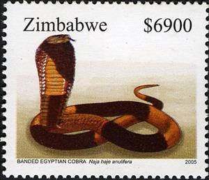 Stamp, Banded Cobra (Naja haje ssp. annulifera), Zimbabwe,  , Reptiles, Snakes, Animals (Fauna)