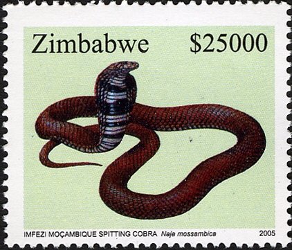 Mozambique Spitting Cobra (Naja mossambica)