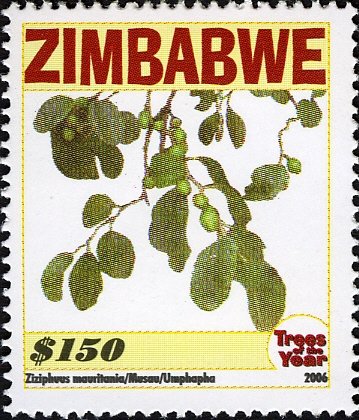 Trees of the Year - Ziziphuus mauritania