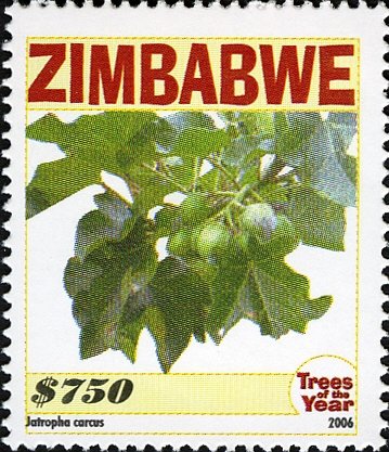 Trees of the Year - Jatropha carcus