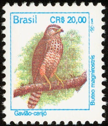 Roadside Hawk (Buteo magnirostris) 