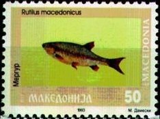 Macedonian Roach (Rutilus macedonicus)