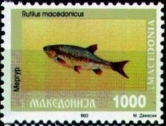 Macedonian Roach (Rutilus macedonicus)