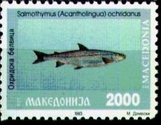 Belvica (Salmo ohridanus)