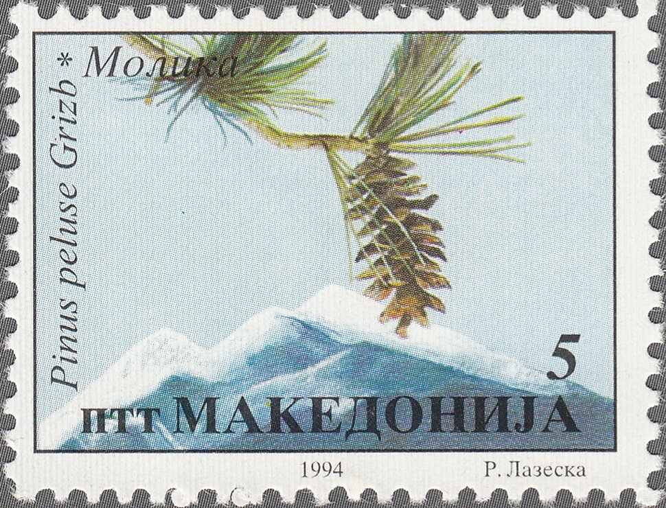 Pinus peluse