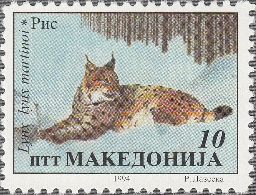 Balkan Lynx (Lynx lynx martinoi)