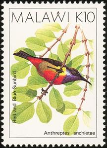 Stamp, Anchieta's Sunbird (Anthreptes anchietae), Malawi,  , Birds