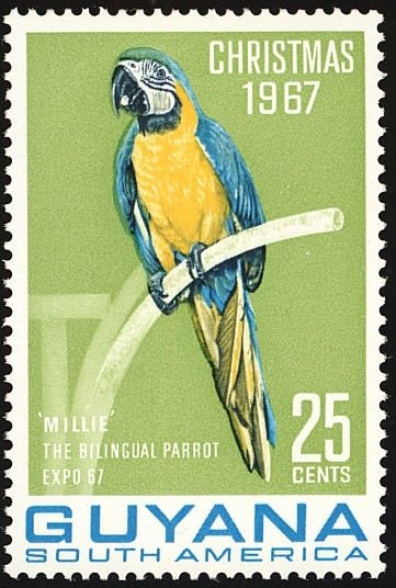 Millie - Blue-and-yellow-Macaw (Ara ararauna) the bilingual 