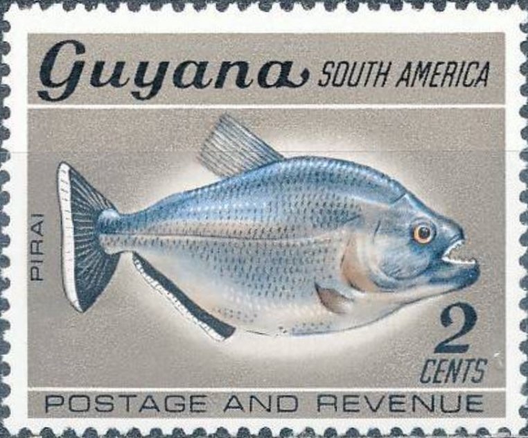 Gold Piranha (Pristobrycon aureus)