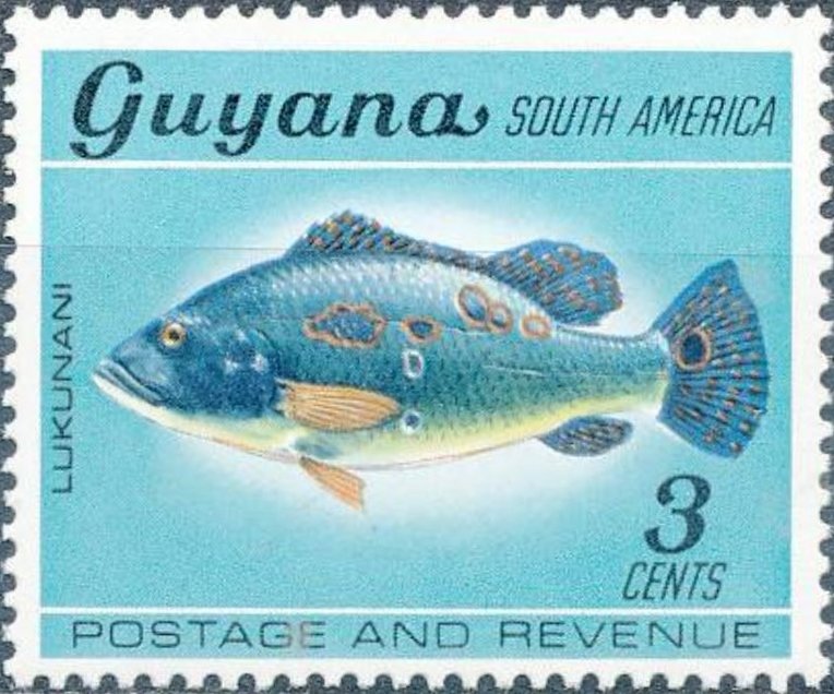 Butterfly Peacock Bass (Cichla ocellaris)