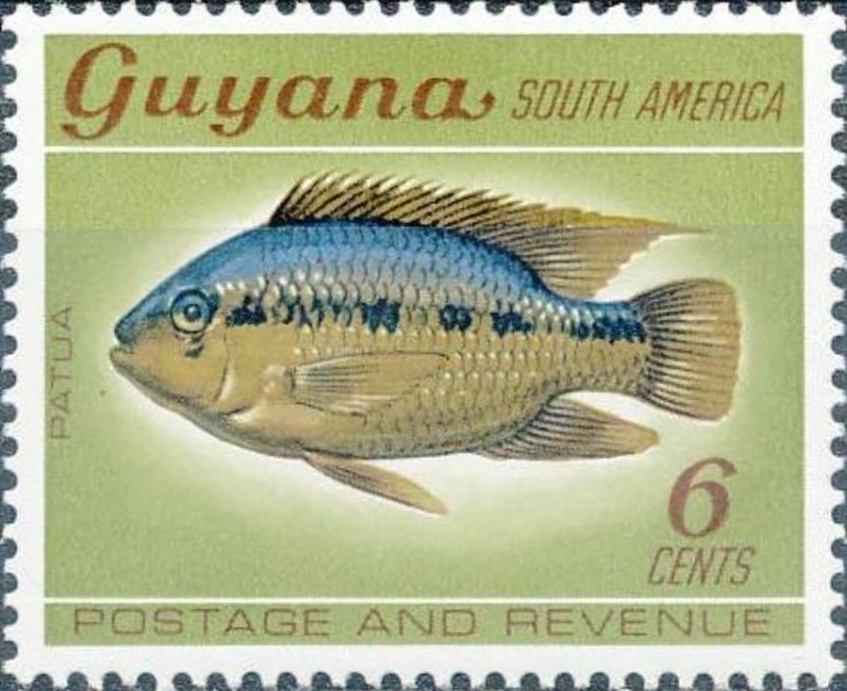 Black Acara (Cichlasoma bimaculatum)