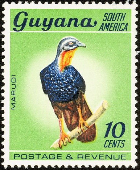 Spix's Guan (Penelope jacquacu) 