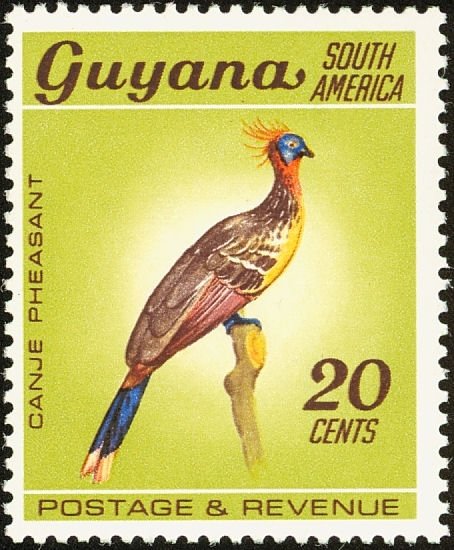 Hoatzin (Opisthocomus hoatzin) 