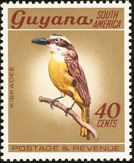 Great Kiskadee (Pitangus sulphuratus)