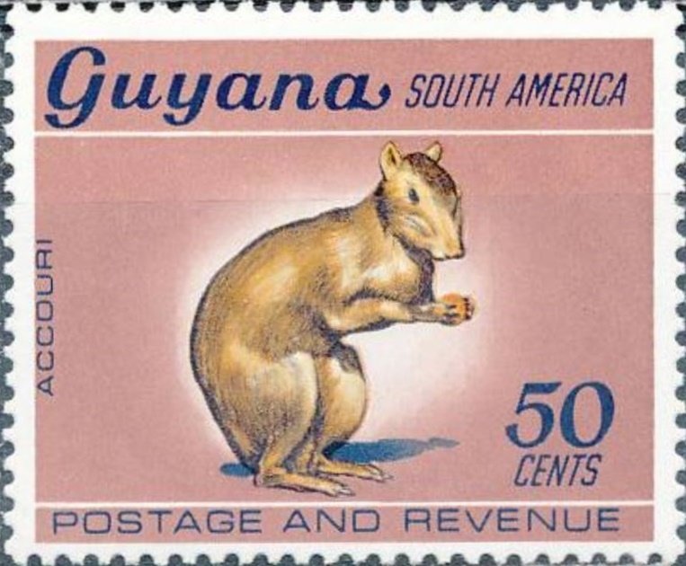 White-toothed Agouti (Dasyprocta croconata) 