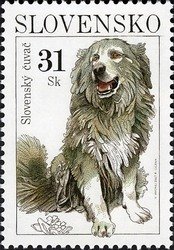 Slovensky Cuvac (Canis lupus familiaris)