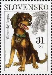 Slovensky Kopov (Canis lupus familiaris)