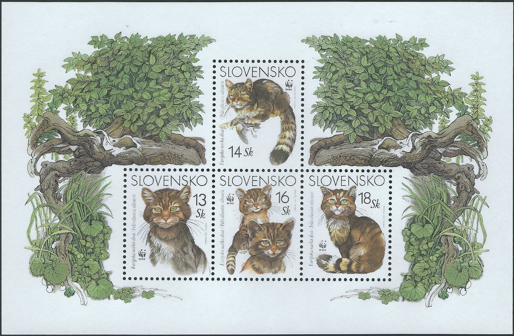 European Wild Cat (Felis sylvestris sylvestris)