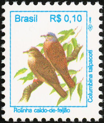 Ruddy Ground Dove (Columbina talpacoti)