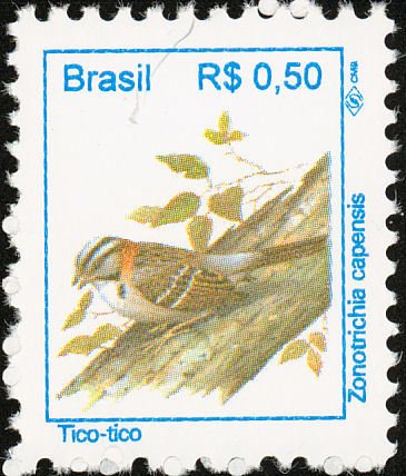 Rufous-collared Sparrow (Zonotrichia capensis)
