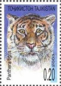 Tiger (Panthera tigris)