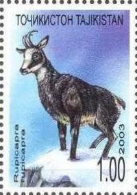 Chamois (Rupicapra rupicapra)