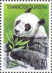 Giant Panda (Ailuropoda melanoleuca)
