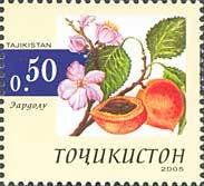 Apricot