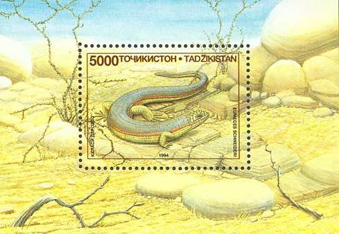 Schneider's Skink (Eumeces schneideri)